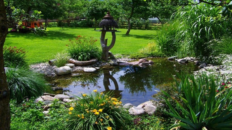 All You Need to Know About Backyard Ponds