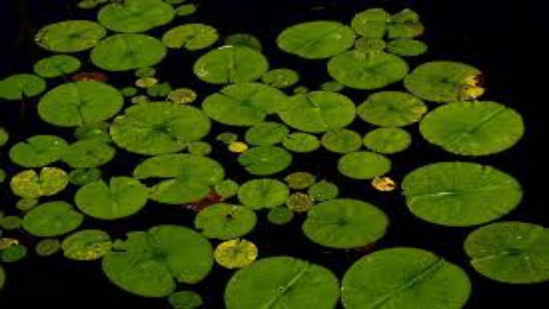 Four Ways to Keep Your Pond Cool This Summer